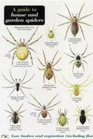 Vorderes Coverbild A Guide to House and Garden Spiders