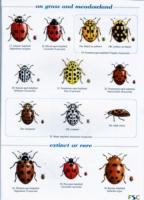 Vorderes Coverbild Guide to the Day-Flying Moths of Britain