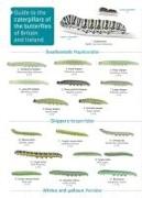 Vorderes Coverbild Guide to caterpillars of the butterflies of Britain and Ireland