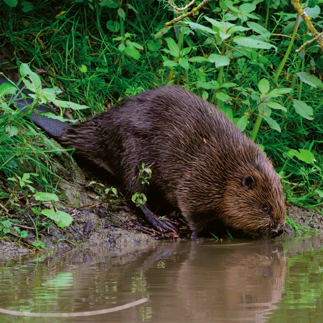 Beispielinhalt (Bild) Einheimische Säugetiere  –  das Memo-Spiel
