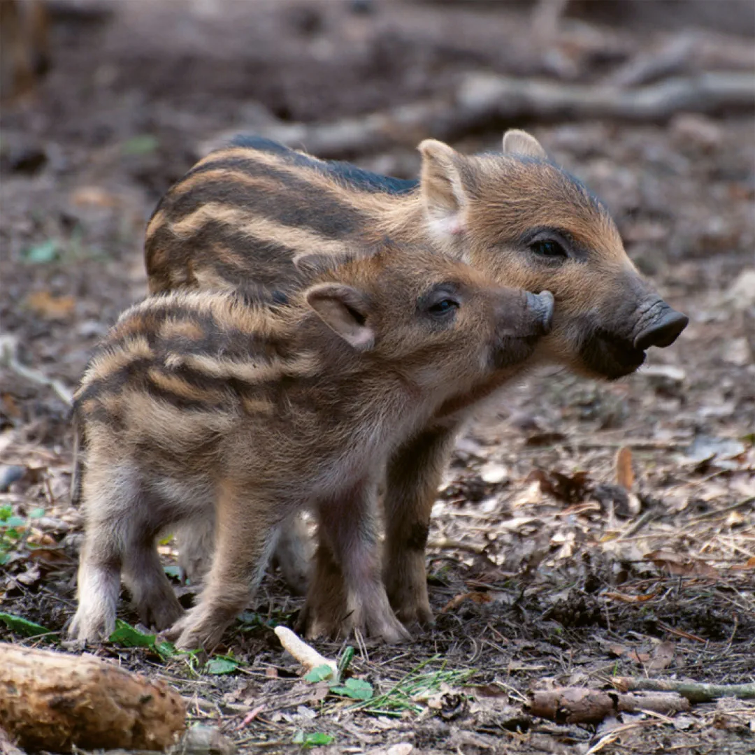 Beispielinhalt (Bild) Einheimische Säugetiere  –  das Memo-Spiel