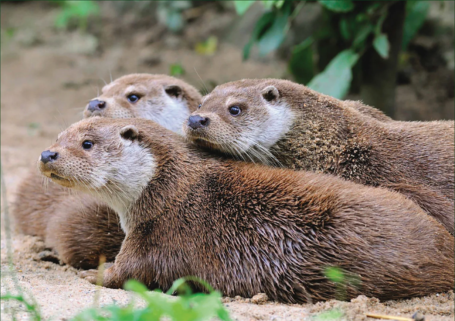 Beispielinhalt (Bild) Fischotter – Puzzle