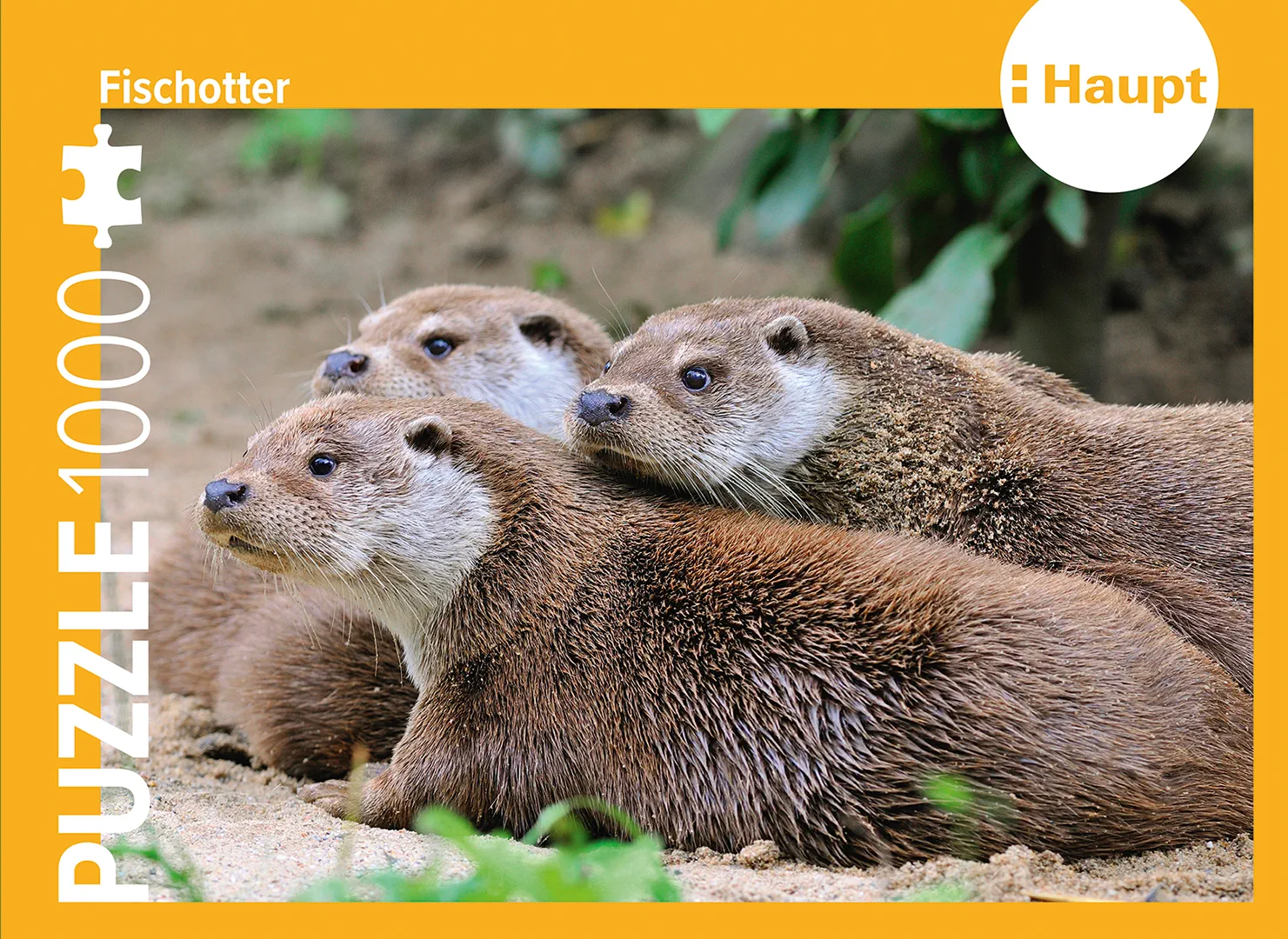 Vorderes Coverbild Fischotter – Puzzle