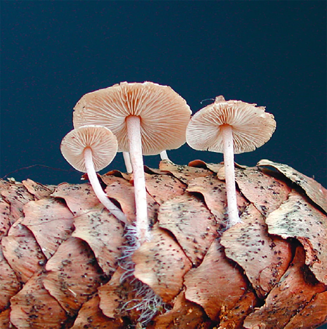 Beispielinhalt (Bild) Einheimische Pilze – das Memo-Spiel