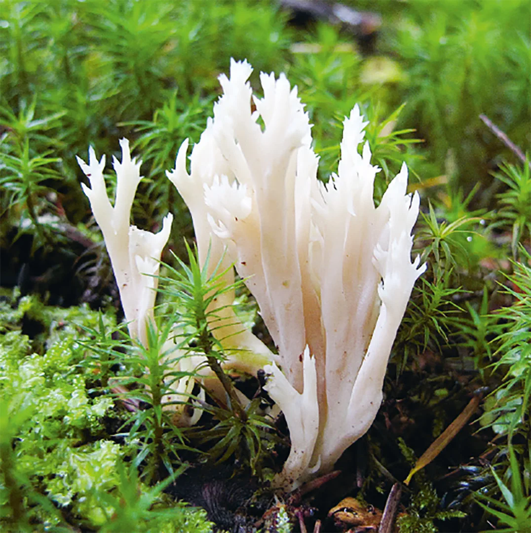 Beispielinhalt (Bild) Einheimische Pilze – das Memo-Spiel