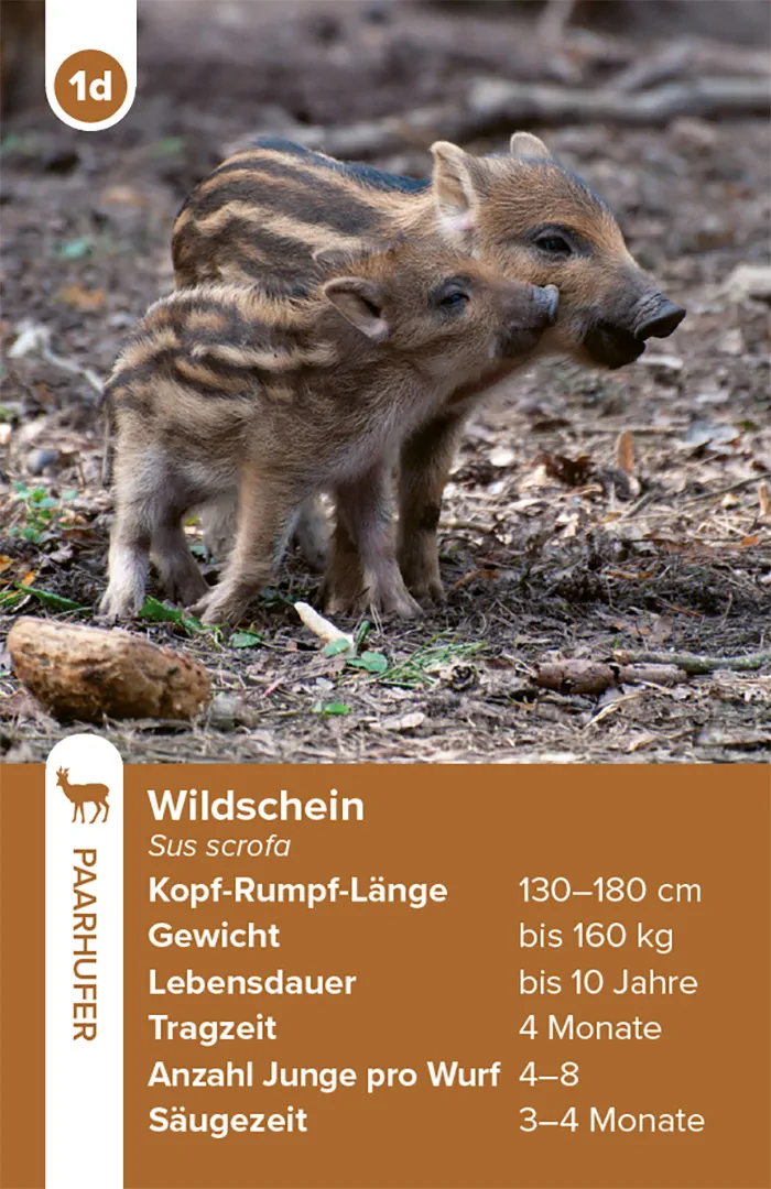 Beispielinhalt (Bild) Einheimische Säugetiere – das Quartett-Spiel