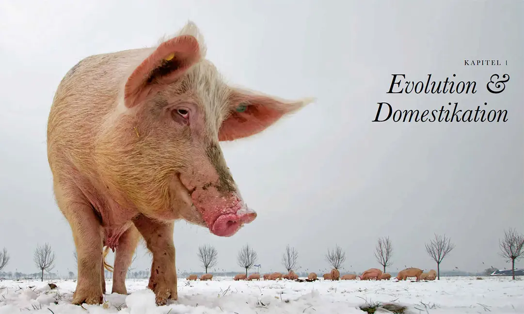 Beispielinhalt (Bild) Das Schwein