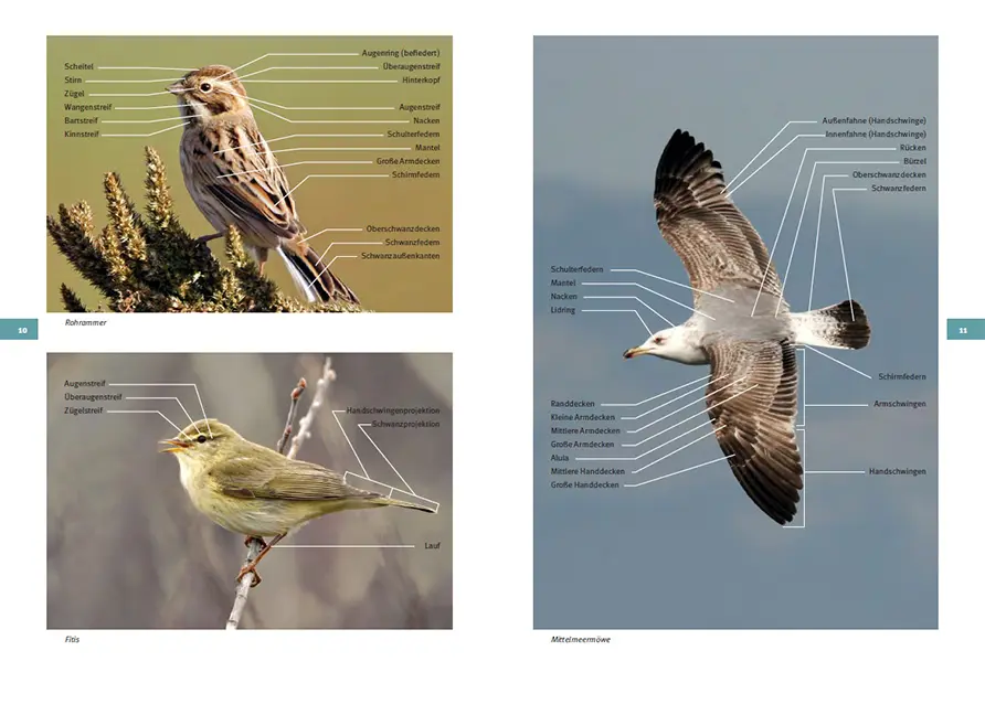 Beispielinhalt (Bild) Vogelarten der Schweiz