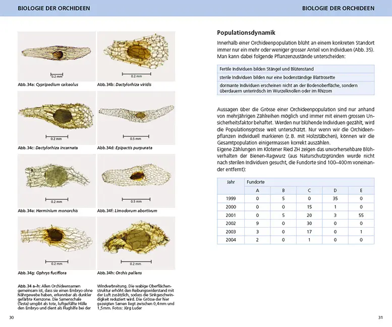 Beispielinhalt (Bild) Die Orchideen der Schweiz