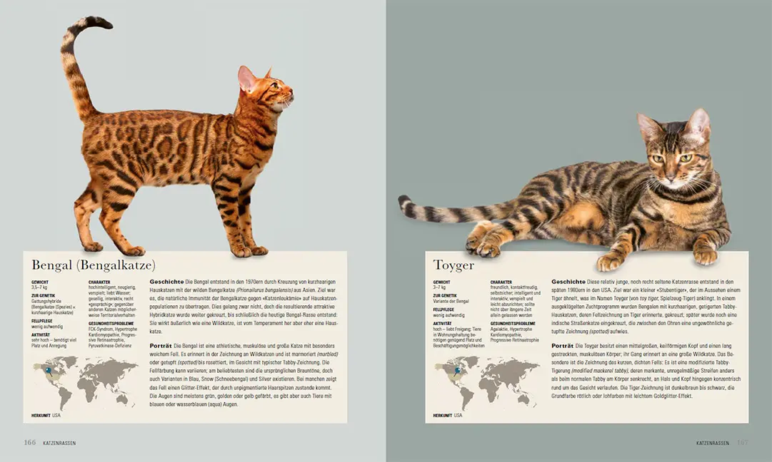 Beispielinhalt (Bild) Die Katze