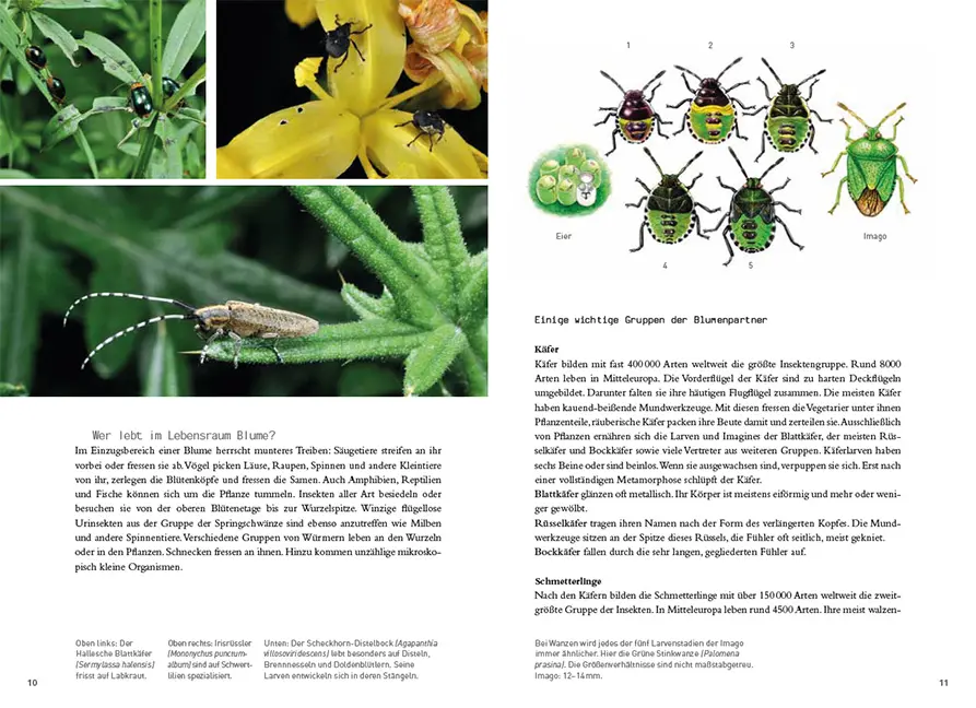 Beispielinhalt (Bild) Blumen und ihre Bewohner