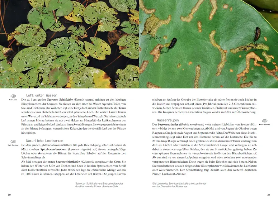 Beispielinhalt (Bild) Blumen und ihre Bewohner