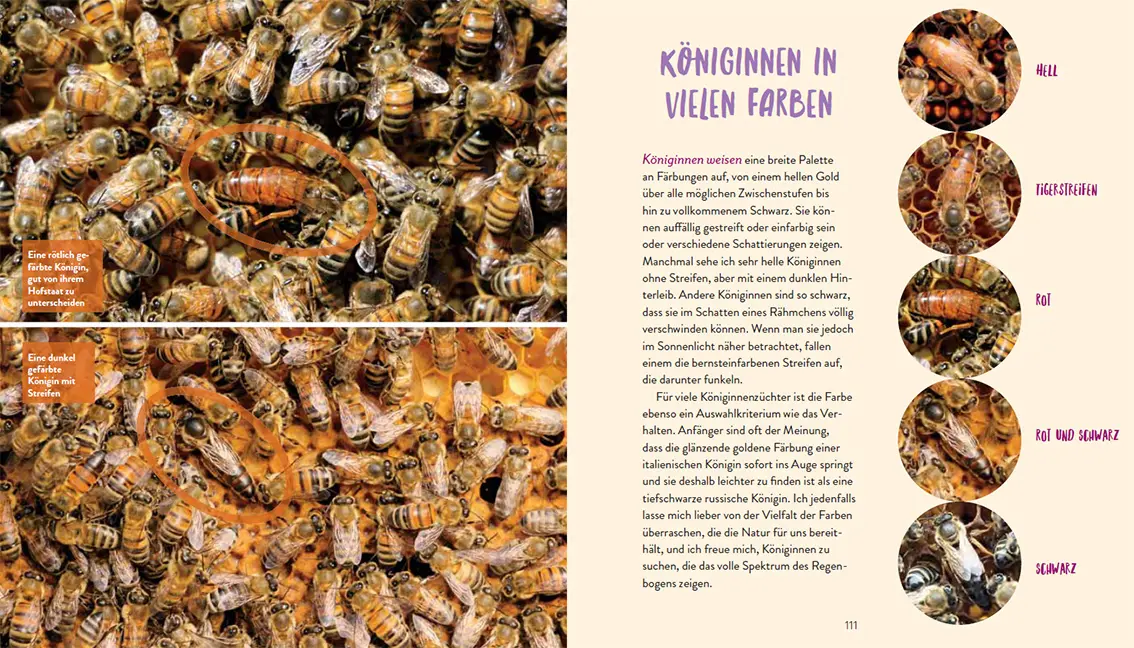 Beispielinhalt (Bild) Die Bienenkönigin