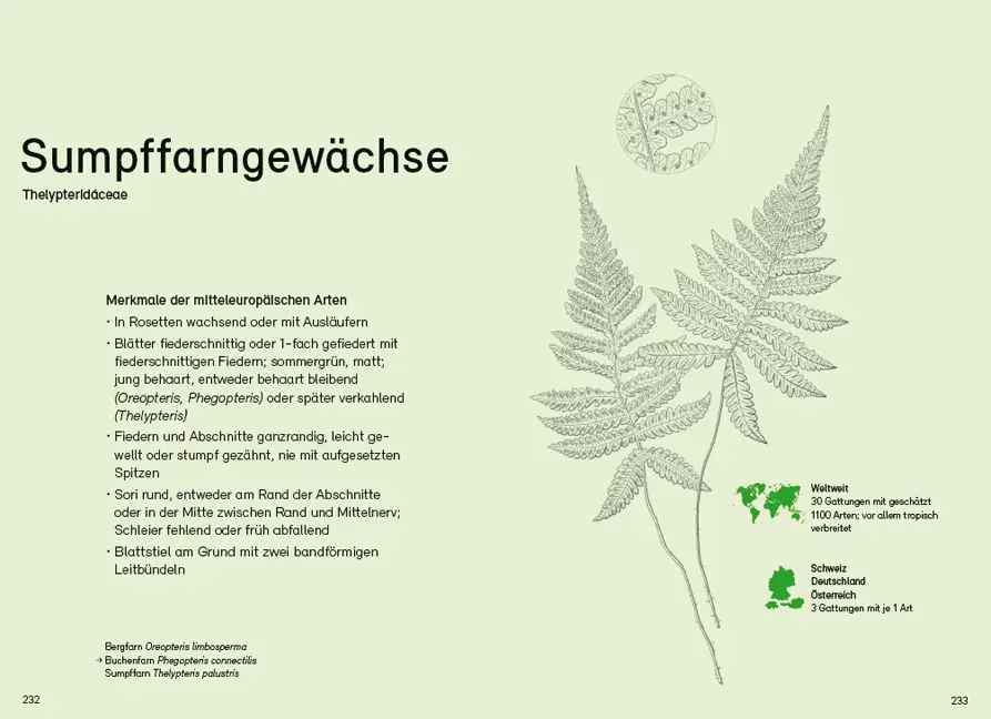 Beispielinhalt (Bild) Farne, Schachtelhalme und Bärlappe