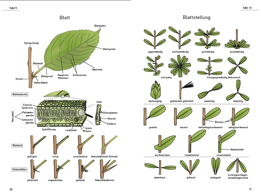 Beispielinhalt (Bild) Das illustrierte Pflanzen-Glossar
