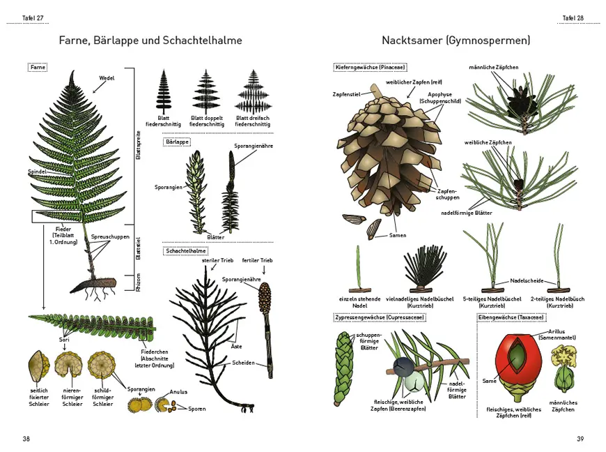 Beispielinhalt (Bild) Das illustrierte Pflanzen-Glossar