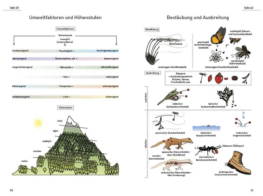Beispielinhalt (Bild) Das illustrierte Pflanzen-Glossar