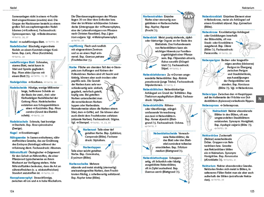 Beispielinhalt (Bild) Das illustrierte Pflanzen-Glossar