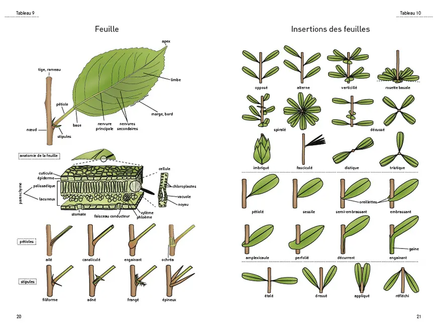 Beispielinhalt (Bild) Le glossaire illustré pour la botanique de terrain
