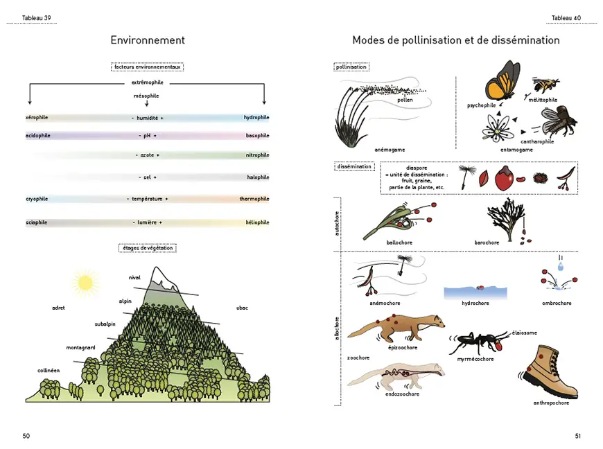 Beispielinhalt (Bild) Le glossaire illustré pour la botanique de terrain