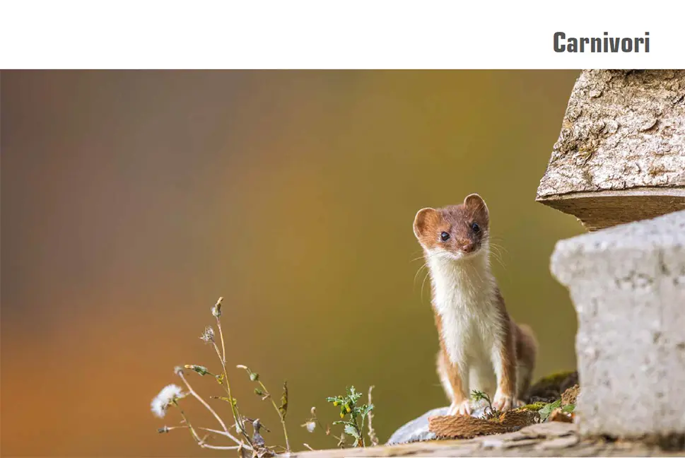 Beispielinhalt (Bild) Atlante dei mammiferi della Svizzera e del Liechtenstein