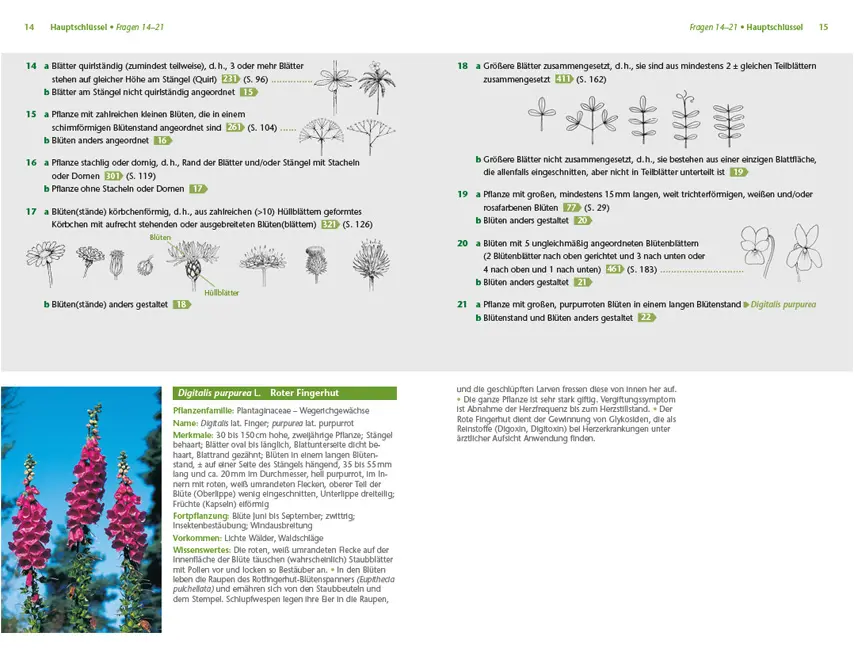 Beispielinhalt (Bild) Pflanzen einfach bestimmen