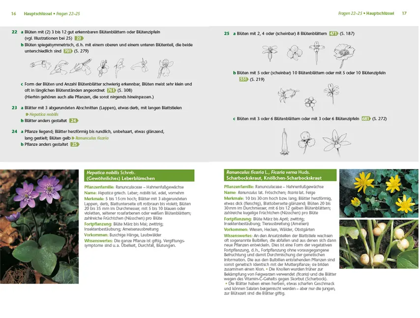 Beispielinhalt (Bild) Pflanzen einfach bestimmen