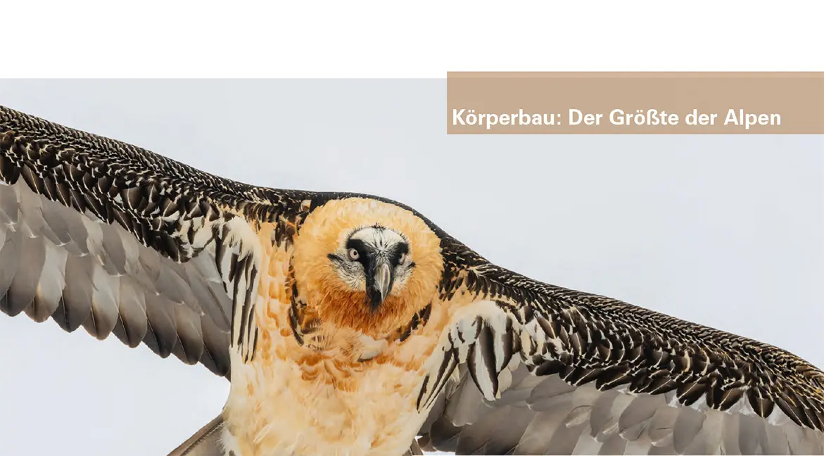 Beispielinhalt (Bild) Der Bartgeier