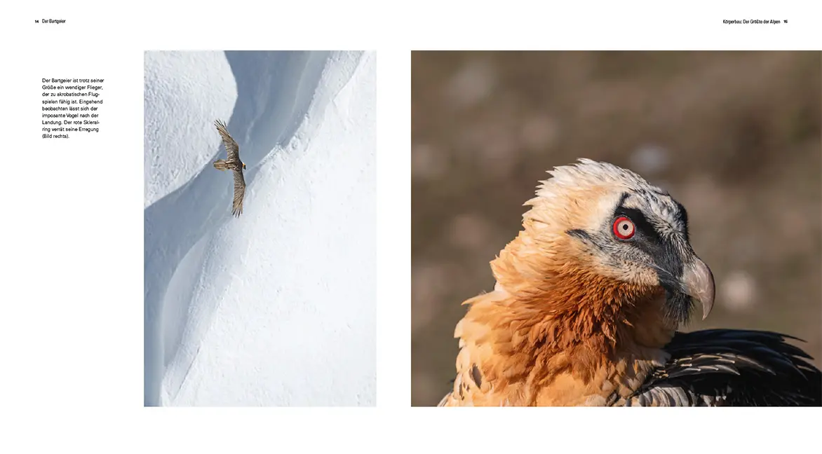 Beispielinhalt (Bild) Der Bartgeier
