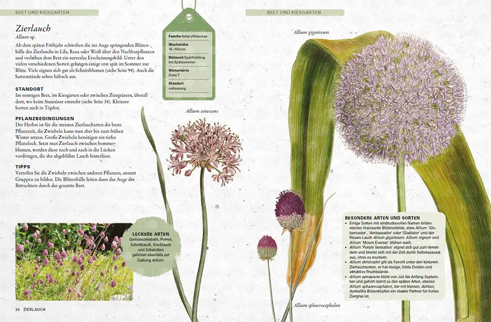 Beispielinhalt (Bild) Zwiebelpflanzen & Knollenblumen