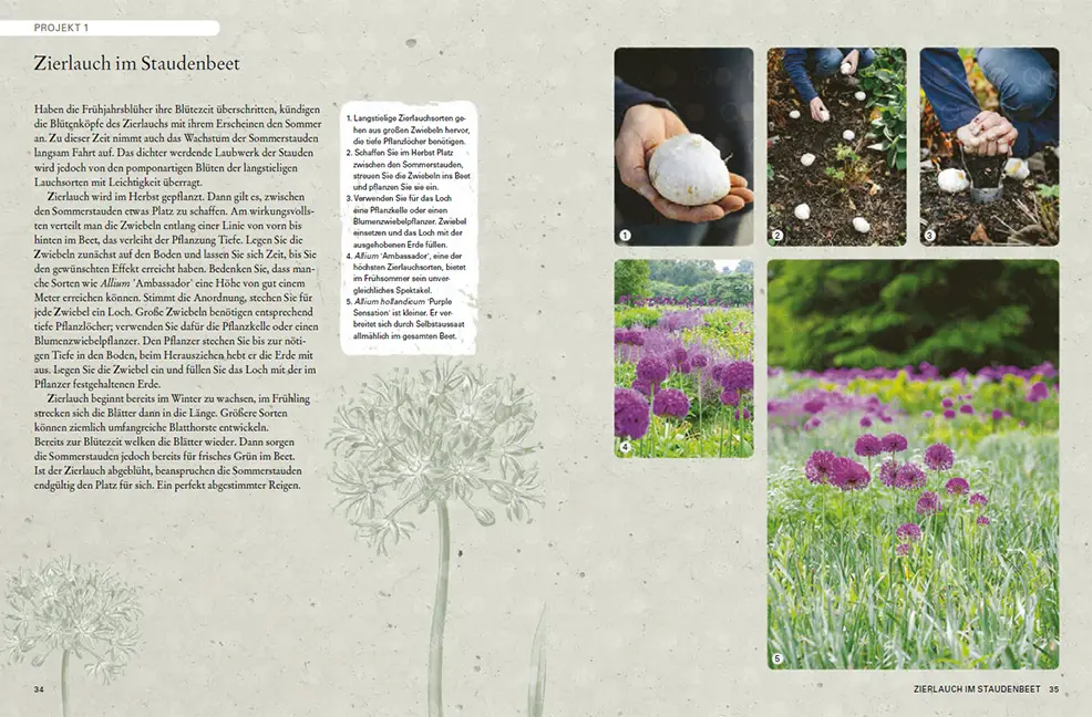 Beispielinhalt (Bild) Zwiebelpflanzen & Knollenblumen