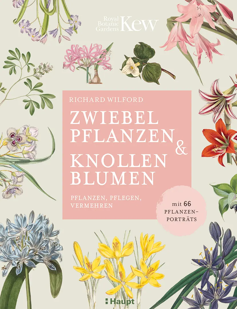Vorderes Coverbild Zwiebelpflanzen & Knollenblumen