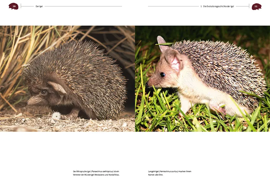 Beispielinhalt (Bild) Der Igel – Nachbar und Wildtier