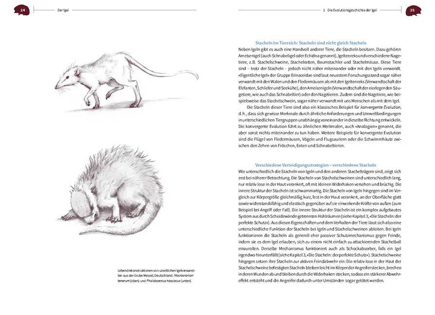Beispielinhalt (Bild) Der Igel – Nachbar und Wildtier