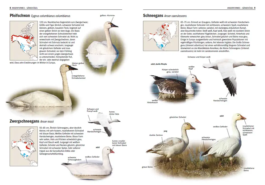 Beispielinhalt (Bild) Irrgäste