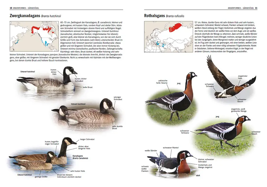 Beispielinhalt (Bild) Irrgäste