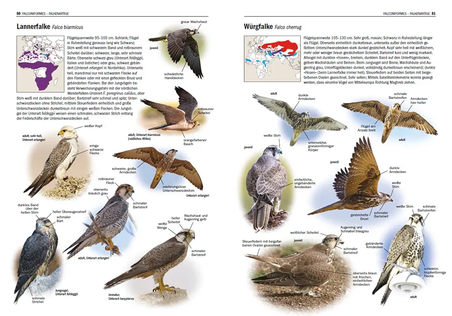Beispielinhalt (Bild) Irrgäste