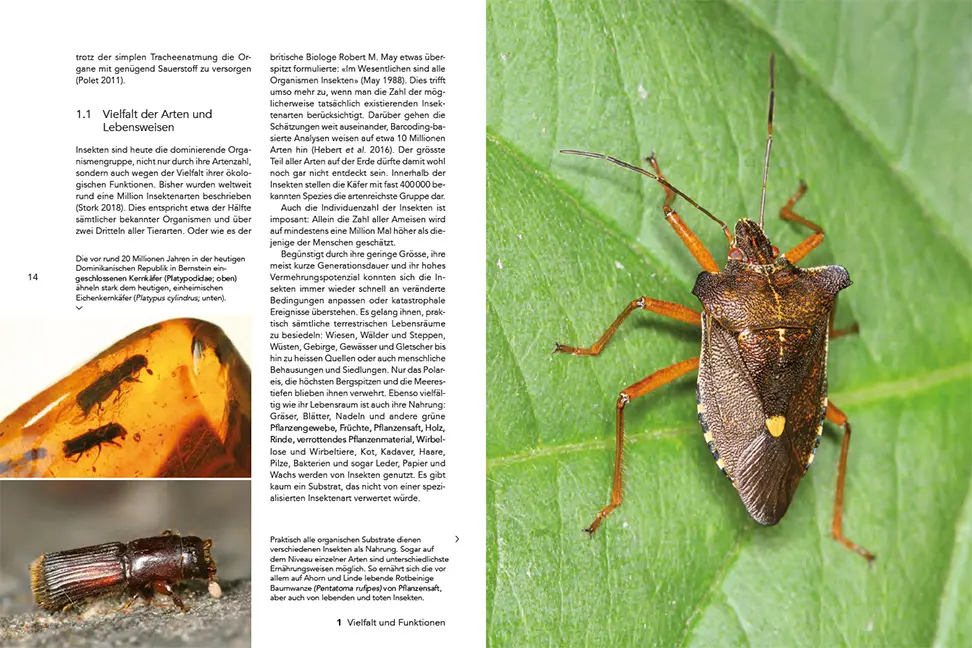 Beispielinhalt (Bild) Insekten im Wald