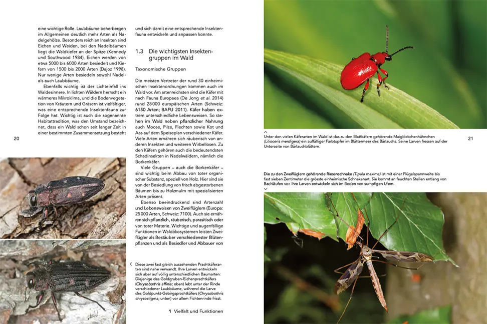 Beispielinhalt (Bild) Insekten im Wald