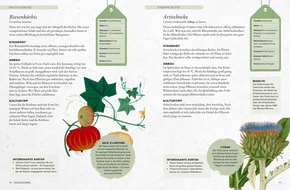 Beispielinhalt (Bild) Gemüse