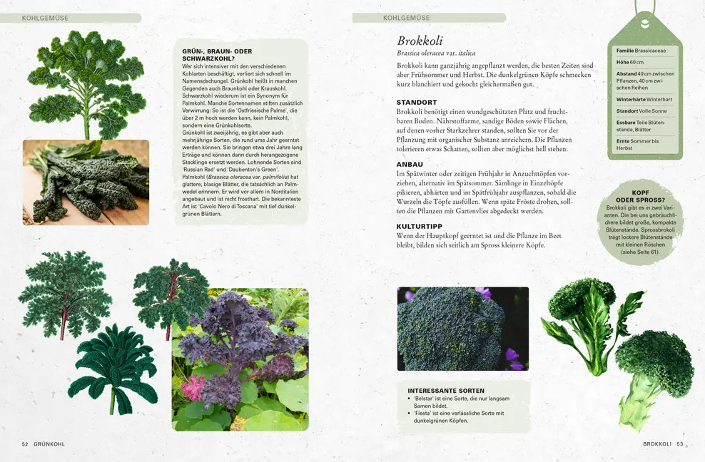 Beispielinhalt (Bild) Gemüse