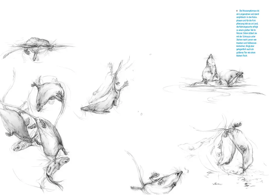 Beispielinhalt (Bild) Die Mäuse und ihre Verwandten