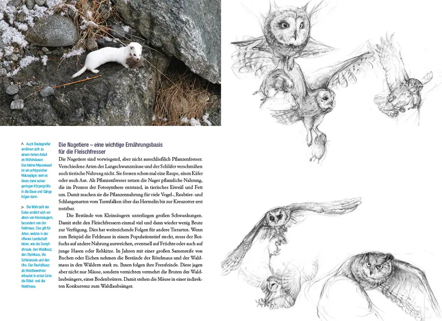 Beispielinhalt (Bild) Die Mäuse und ihre Verwandten
