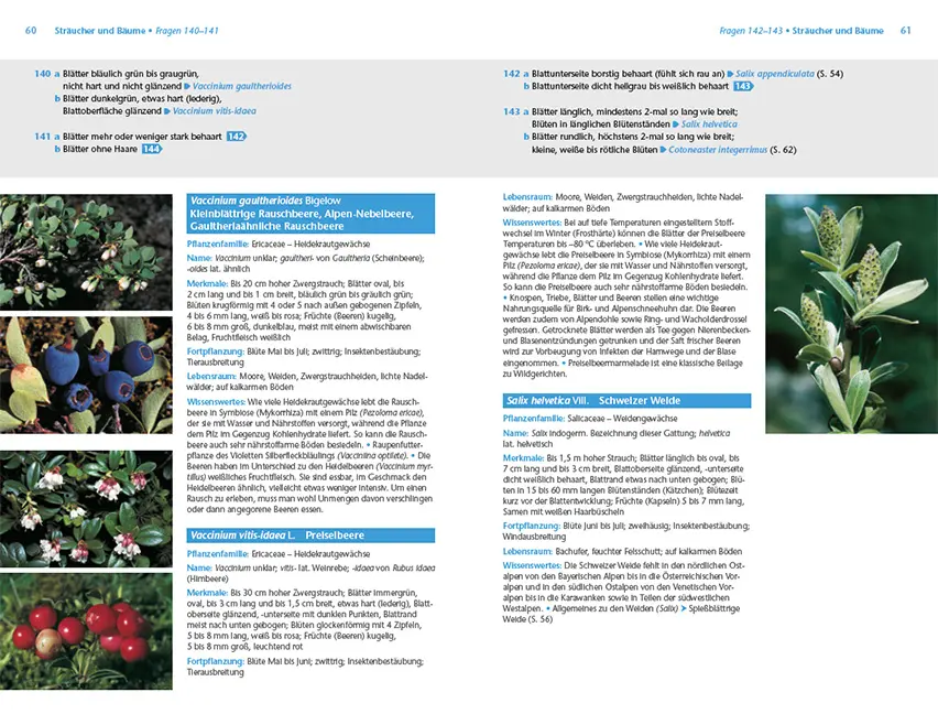 Beispielinhalt (Bild) Alpenpflanzen einfach bestimmen