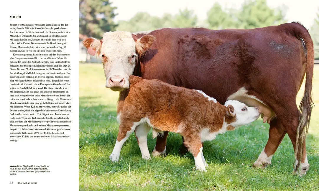 Beispielinhalt (Bild) Das Rind