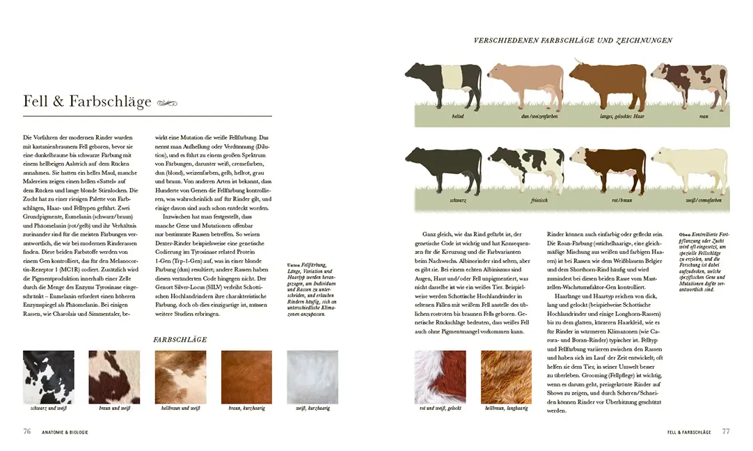 Beispielinhalt (Bild) Das Rind