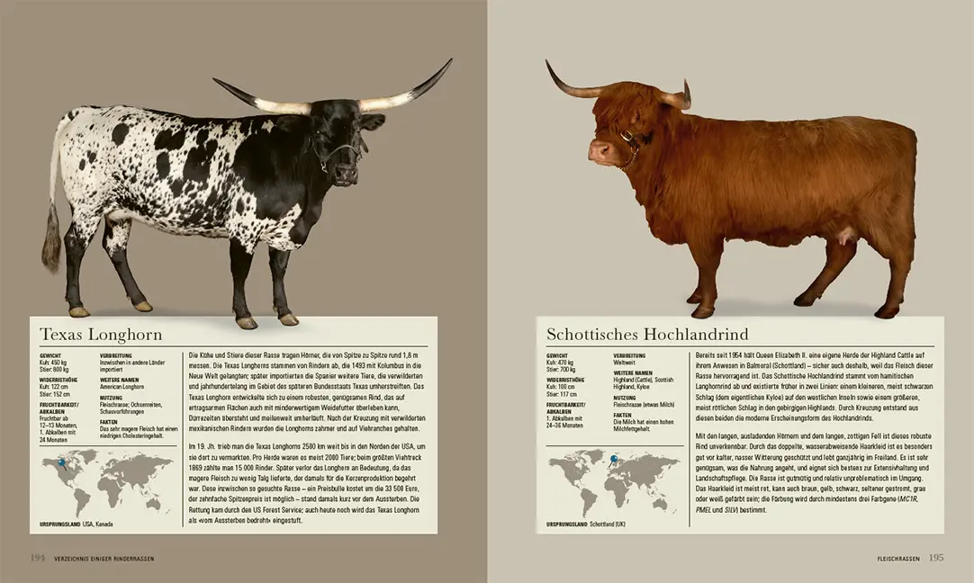 Beispielinhalt (Bild) Das Rind