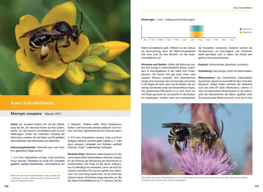 Beispielinhalt (Bild) Wildbienen artgerecht unterstützen