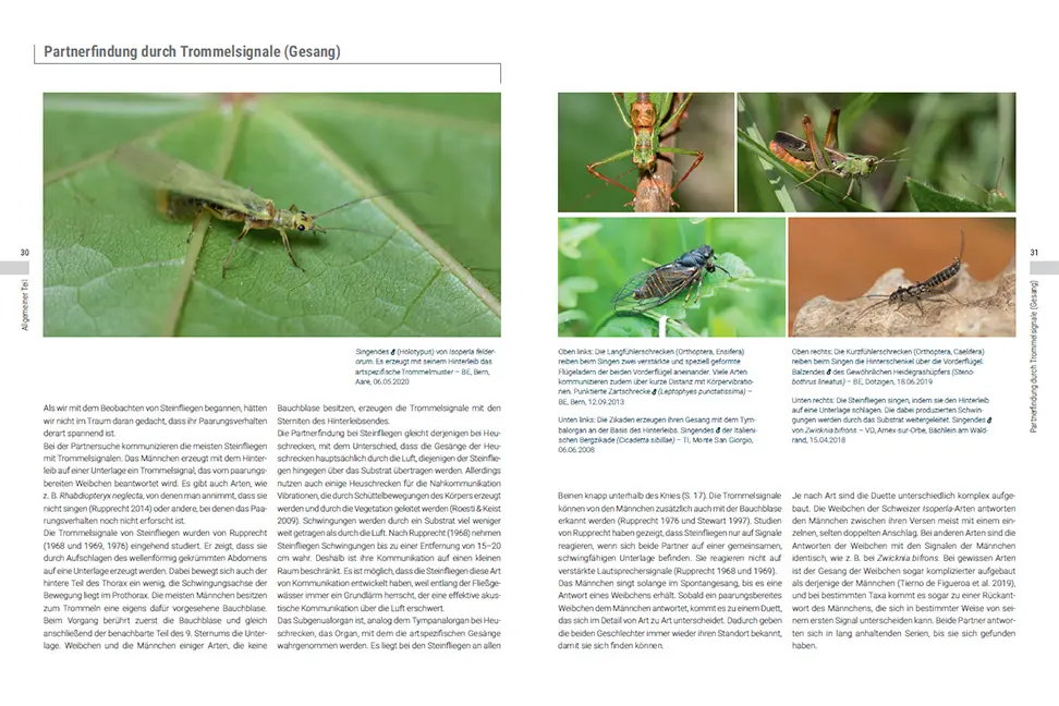 Beispielinhalt (Bild) Die Steinfliegen der Schweiz