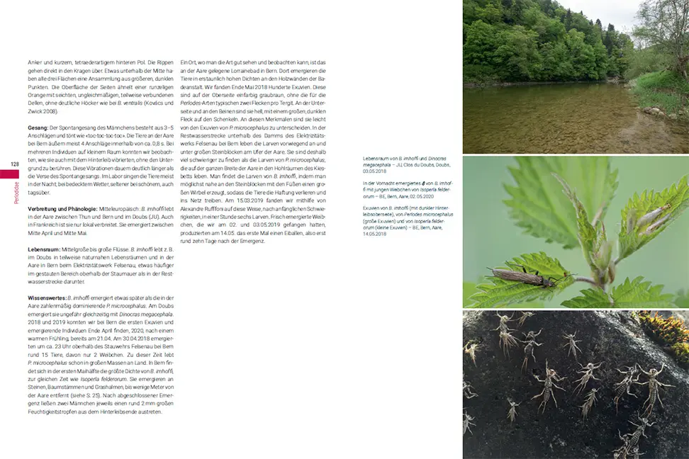 Beispielinhalt (Bild) Die Steinfliegen der Schweiz